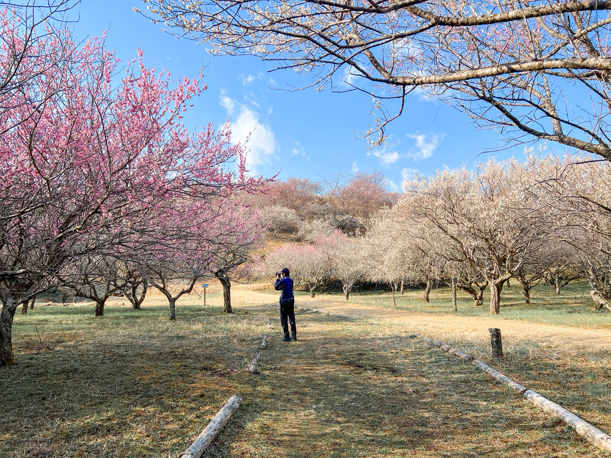 梅を見に行きました